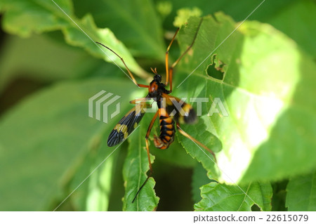 Living things Insects horikawakushi Gagambo, Gagambo seems to be many types but in the inside is a beautiful person 22615079