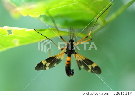 Living thing insects horikawa vulture beetle Gagambo, male's antennae is like a comb shape as its name 22615117