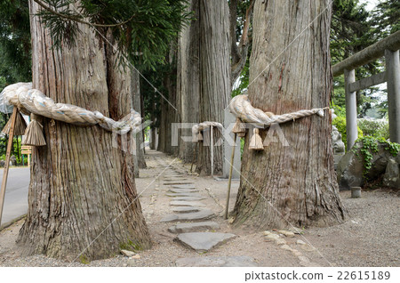 Karatsu Shrine Suginami Akita prefecture natural monument 22615189