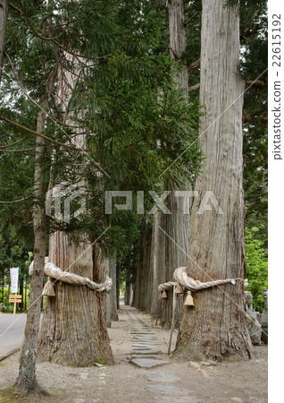 Karatsu Shrine Suginami Akita prefecture natural monument 22615192