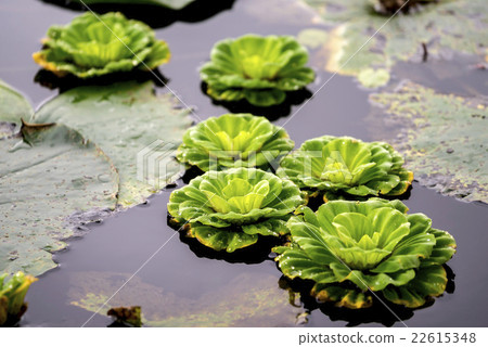 Bunch of green floating water lettuce / cabbage (p 22615348