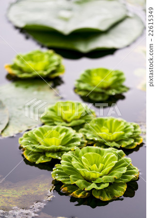 Bunch of green floating water lettuce / cabbage (p Bunch of green floating water lettuce / cabbage (p 22615349