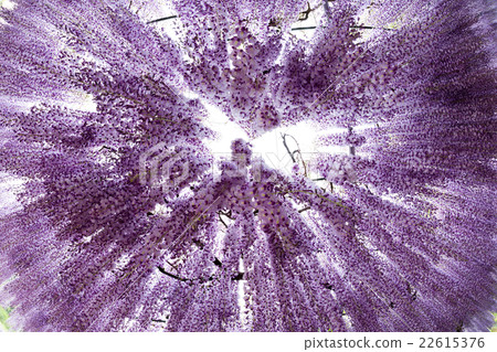 Wisteria flower looking up from below Wisteria flower looking up from below 22615376