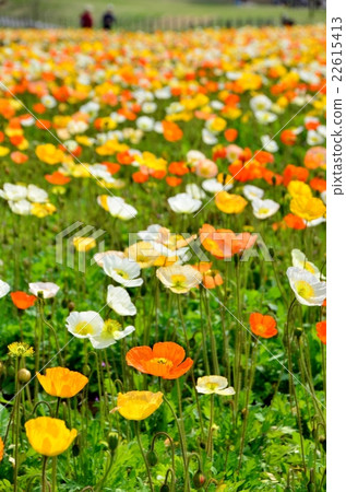Iceland poppy field Iceland poppy field 22615413
