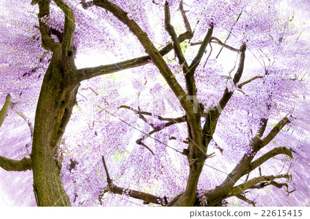  Wisteria flowers 22615415