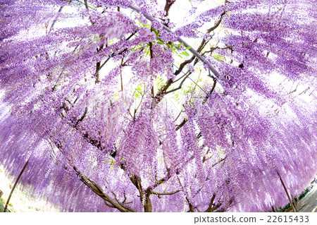 Wisteria flowers Wisteria flowers 22615433