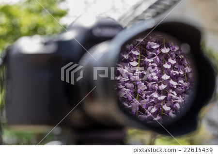 Kuenfuji reflected on the lens Kuenfuji reflected on the lens 22615439