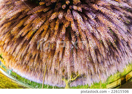 Fuji flower light up 22615506