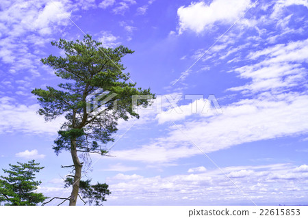 Pine and sky 22615853
