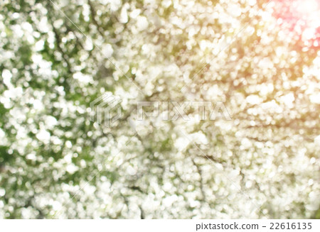 Bokeh blur from natural tree For texture  22616135