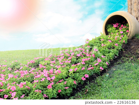 pink flower petunia and large jar pink flower petunia and large jar 22616136