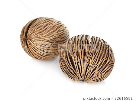 Suicide tree seed, Pong pong seed or Othalanga 22616591