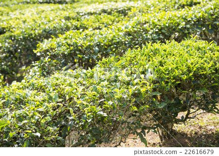 Green tea leaves on tea plantation Green tea leaves on tea plantation 22616679