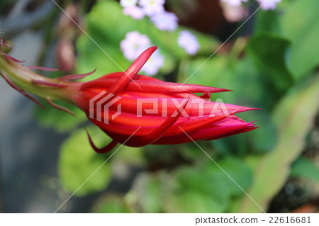 鵝卵石仙人掌芽 22616681