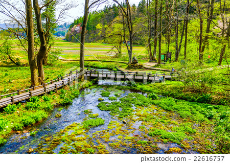 Himekawa Genji Spring 2 22616757