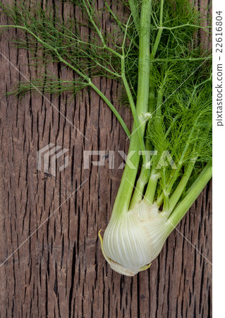 Fresh organic fennel bulbs for culinary purposes . 22616804