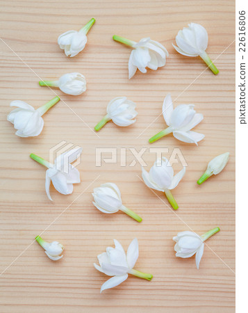 White jasmine flowers on wooden background. White jasmine flowers on wooden background. 22616806