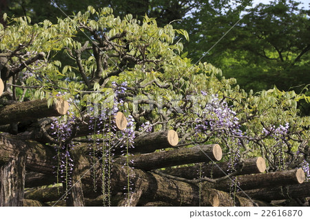 Tafukuji的福娃樹 Tafukuji的福娃樹 22616870