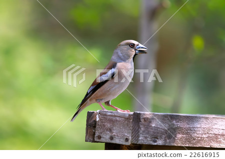 Shime-Hawfinch 22616915