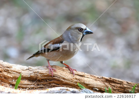 Shime-Hawfinch 22616917