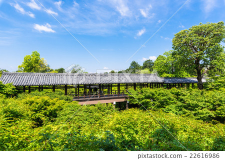 Kyoto Tofukuji Tsutenobashi in fresh green 22616986