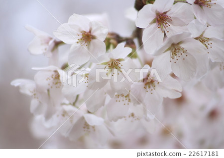 吉野櫻花的花瓣 22617181