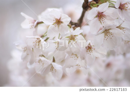 吉野櫻花的花瓣 22617183