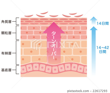 Turn over cross section of skin Turn over cross section of skin 22617293