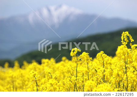 強姦花和雪山 22617295