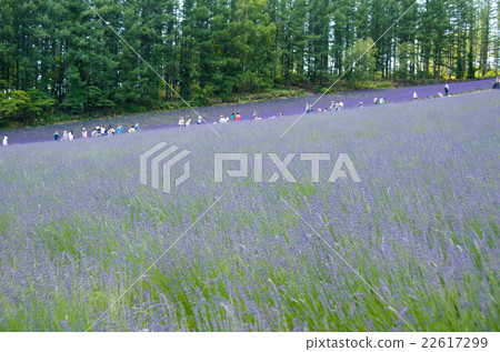 在北海道的富良野薰衣草田 22617299
