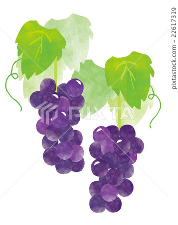 Grape illustration 22617319