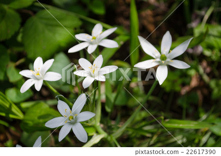 Oohuana（伯利恆之星） 22617390