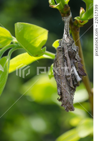 Minnow beetle of endangered species 22617399