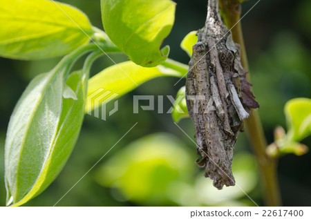 Minnow beetle of endangered species 22617400