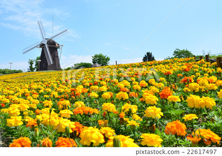 The windmill's hill where marigold is in full bloom The windmill's hill where marigold is in full bloom 22617497