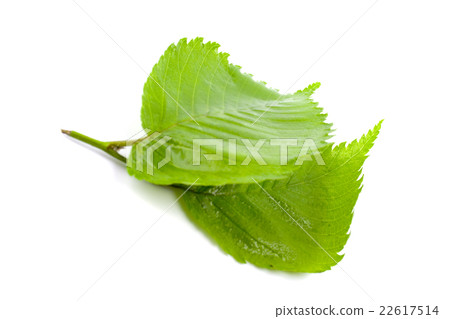 green leaves 22617514