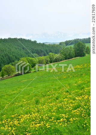 Hill of Biei and Tokachi dake mountains Hill of Biei and Tokachi dake mountains 22617609