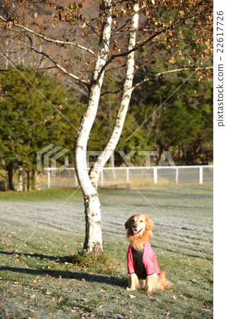 Golden Retriever under the birch tree Golden Retriever under the birch tree 22617726