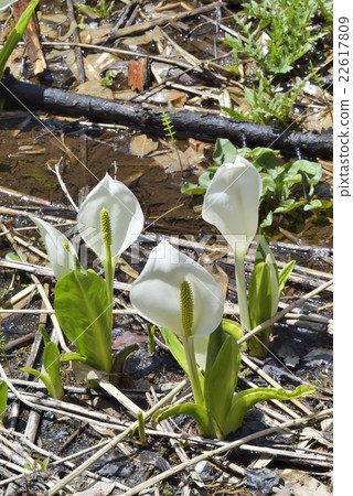 Misbasa Misbasa 22617809