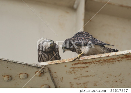 Chicks of butterfly Chicks of butterfly 22617857