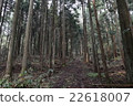 在茂密的森林中的道路 22618007