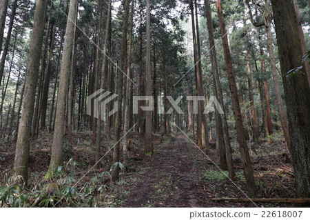 在茂密的森林中的道路 在茂密的森林中的道路 22618007