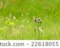 Ayano in early summer 22618055