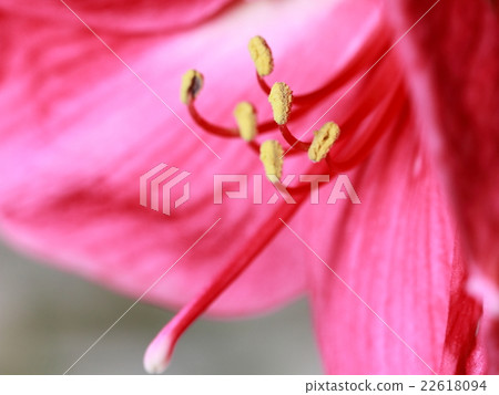 開花在活潑和高鑰匙的紅色花(孤挺花)在日出以後 開花在活潑和高鑰匙的紅色花(孤挺花)在日出以後 22618094