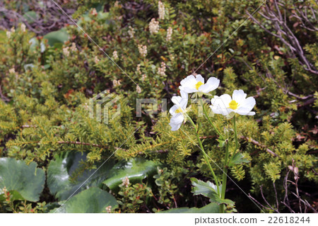 Mount Cook Lily Mount Cook Lily 22618244