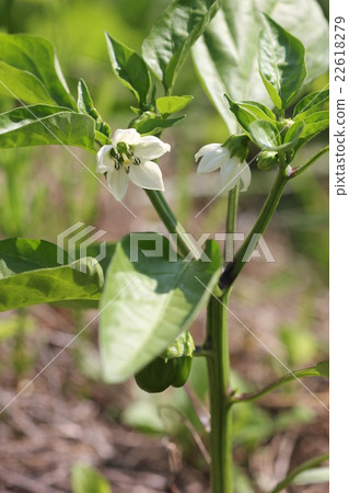 青椒（一點）02花 22618279