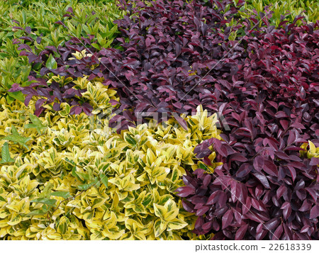 Mixed hedge Mixed hedge 22618339