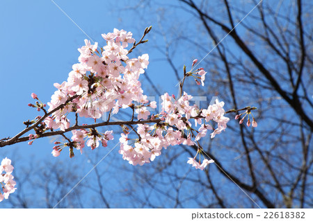 cherry blossom, cherry tree, bloom 22618382