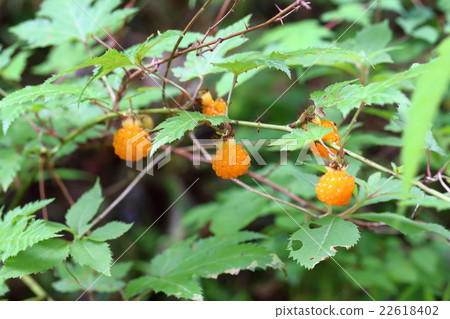 Momijiji草莓 Momijiji草莓 22618402