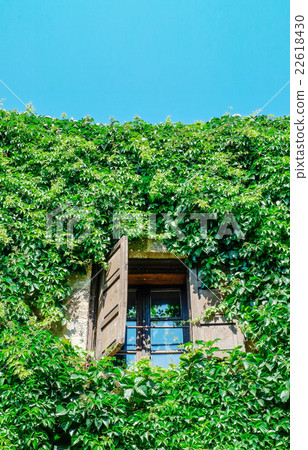 Open window on green wall with climbing plant 22618430